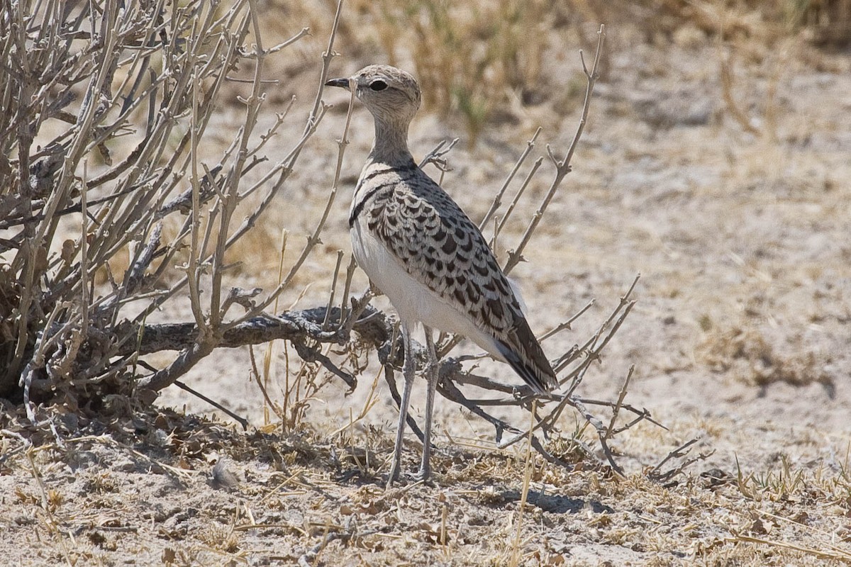 Double-banded Courser - ML92317641