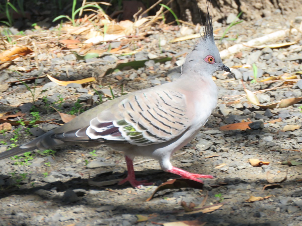 Crested Pigeon - ML92321471