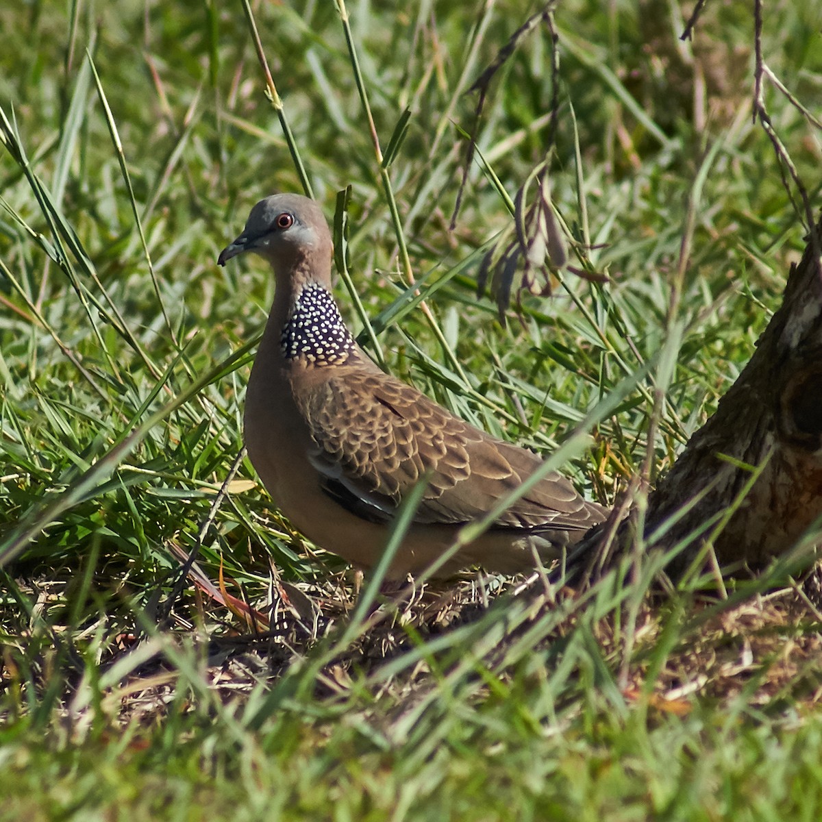 Spotted Dove - ML92321651