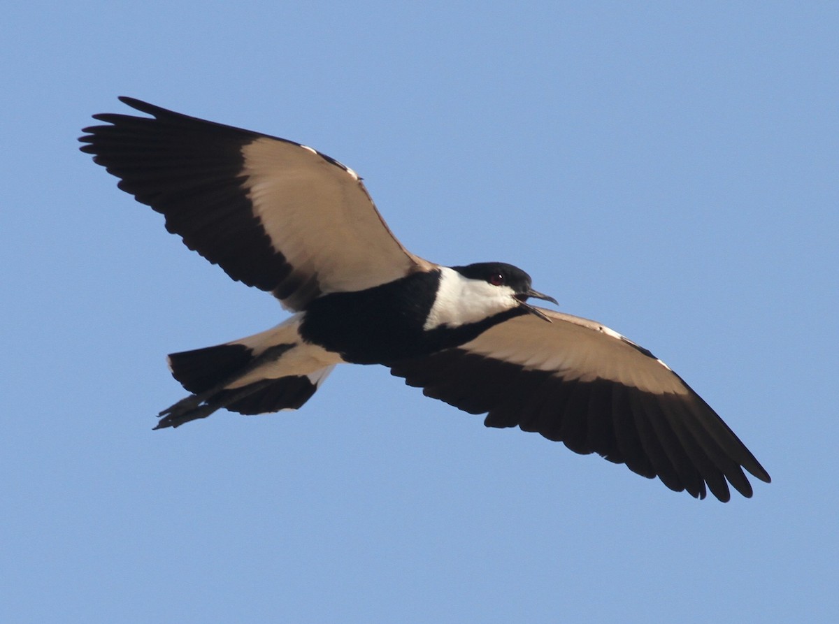 Spur-winged Lapwing - ML92321721