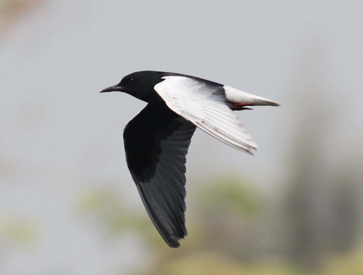 White-winged Tern - ML92321771