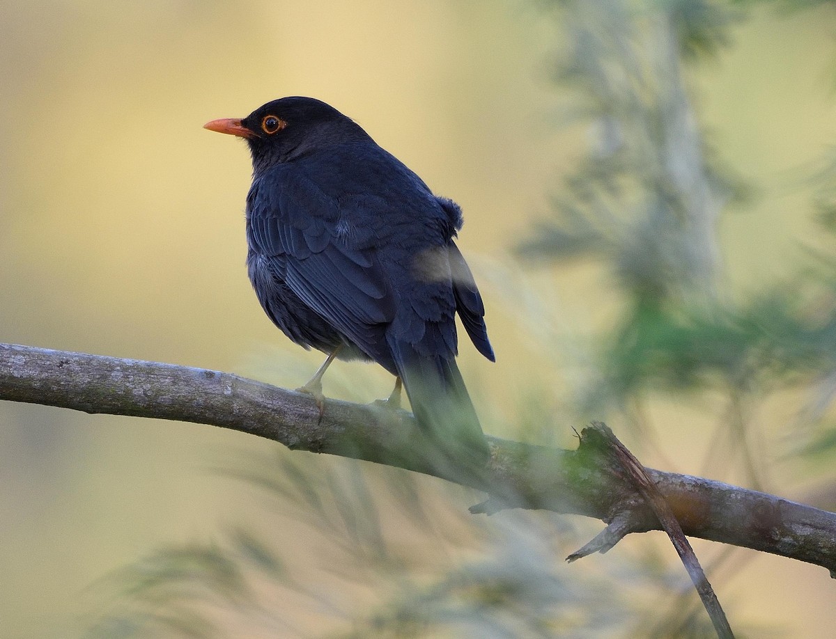 Indian Blackbird - Arun Prabhu
