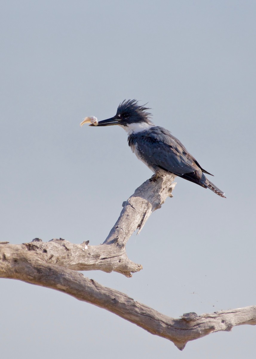 Belted Kingfisher - ML92327261