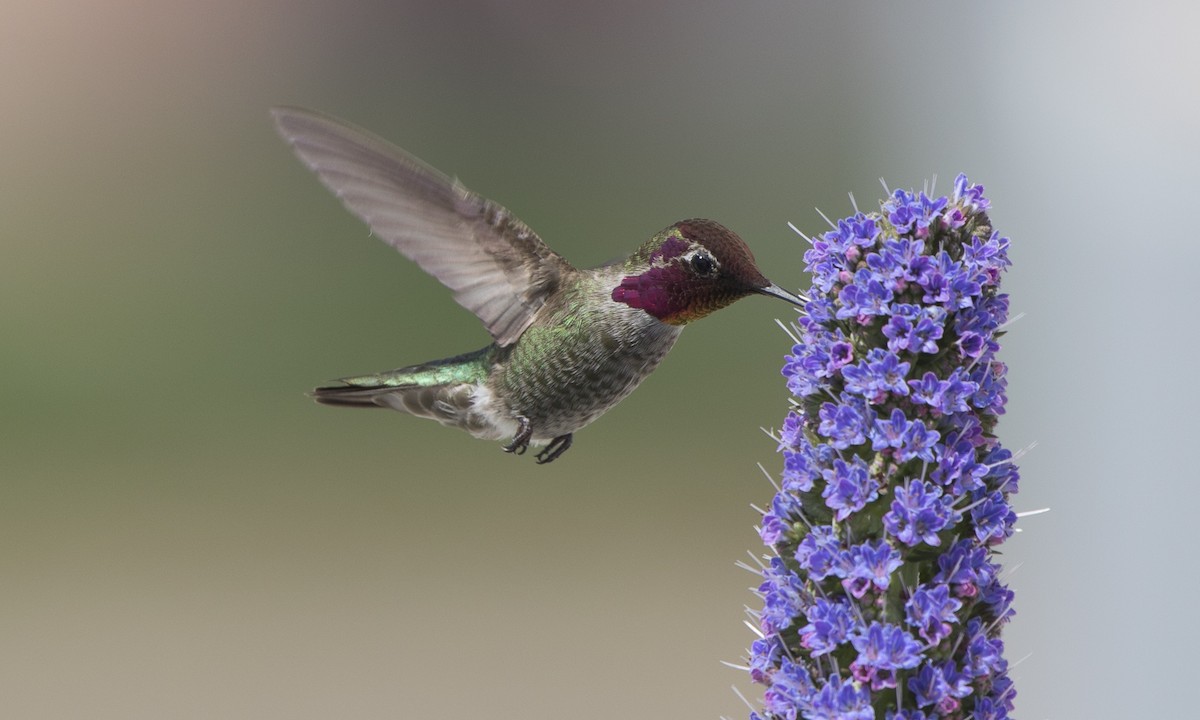 Anna's Hummingbird - ML92327411