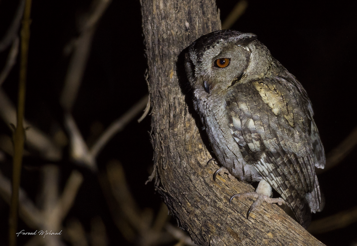 Indian Scops-Owl - Fareed Mohmed