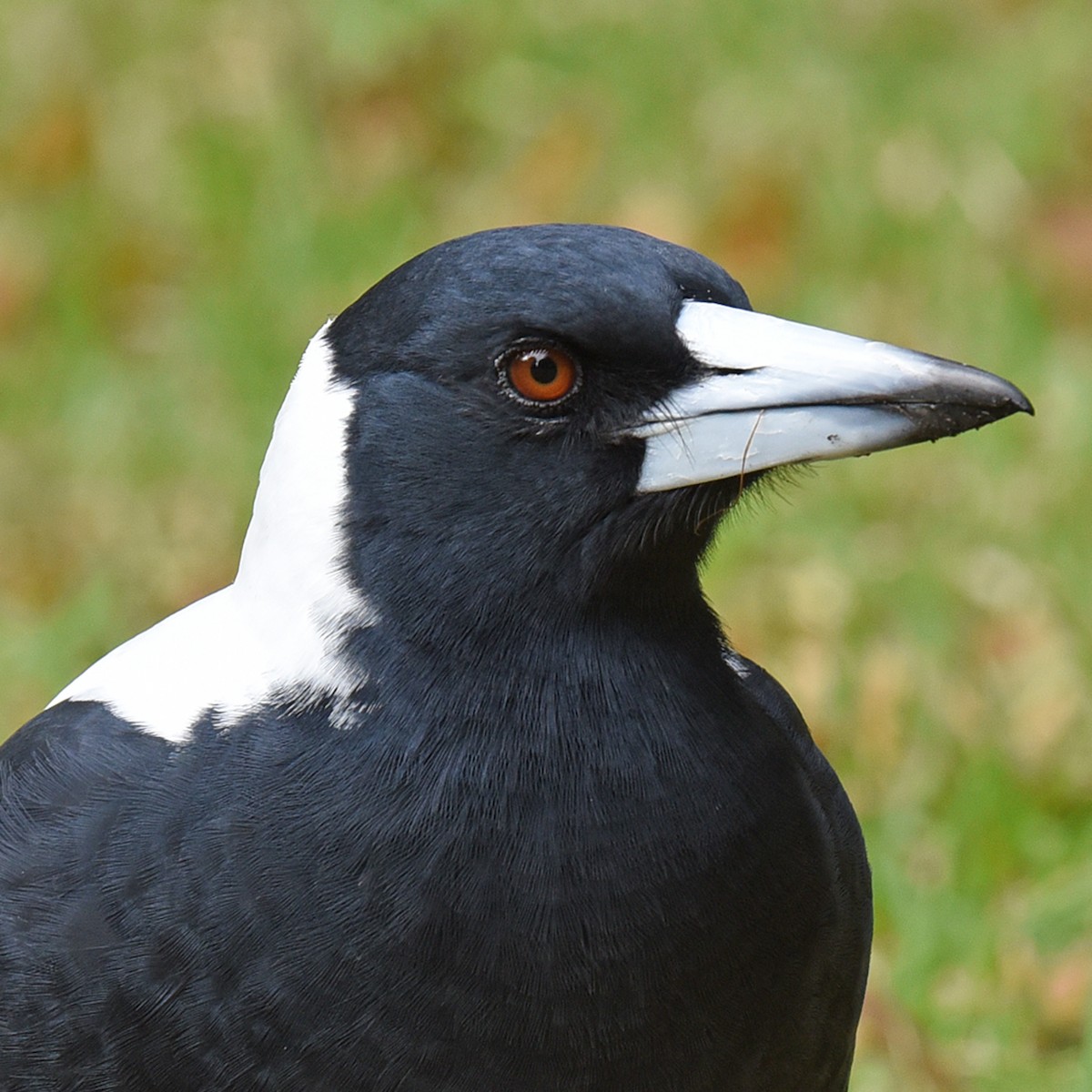 Australian Magpie (White-backed) - ML92329591