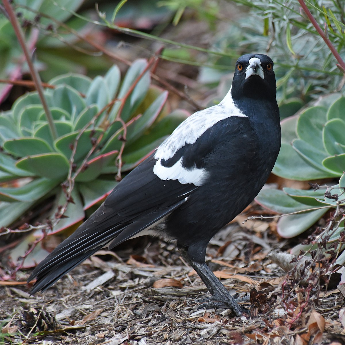 Australian Magpie (White-backed) - ML92329661