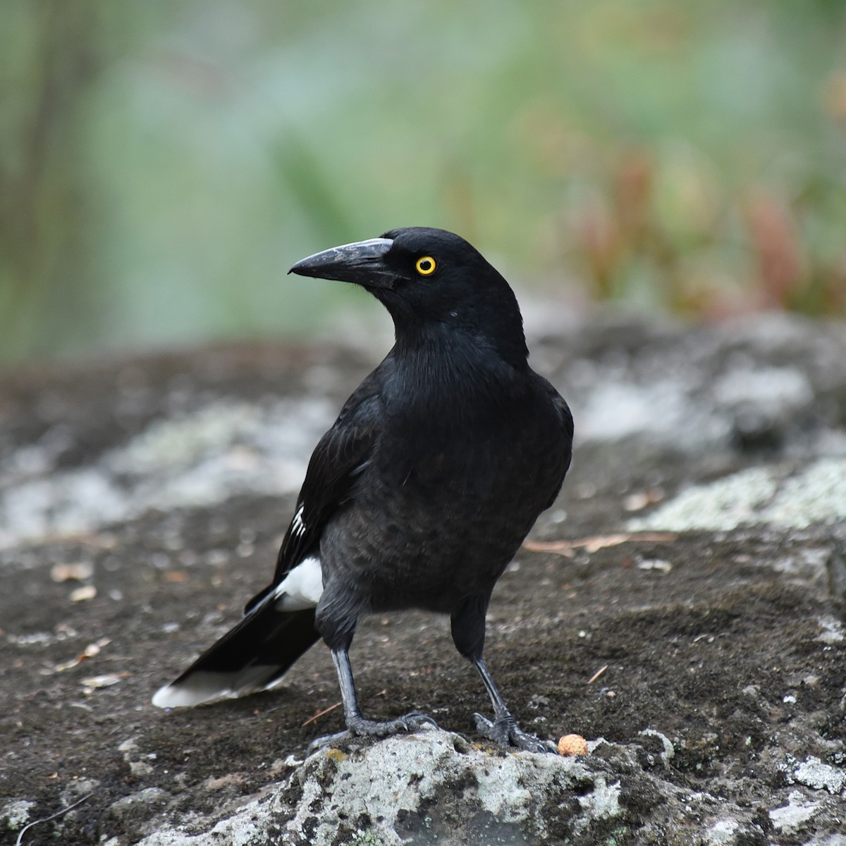 Pied Currawong - Dan Forster