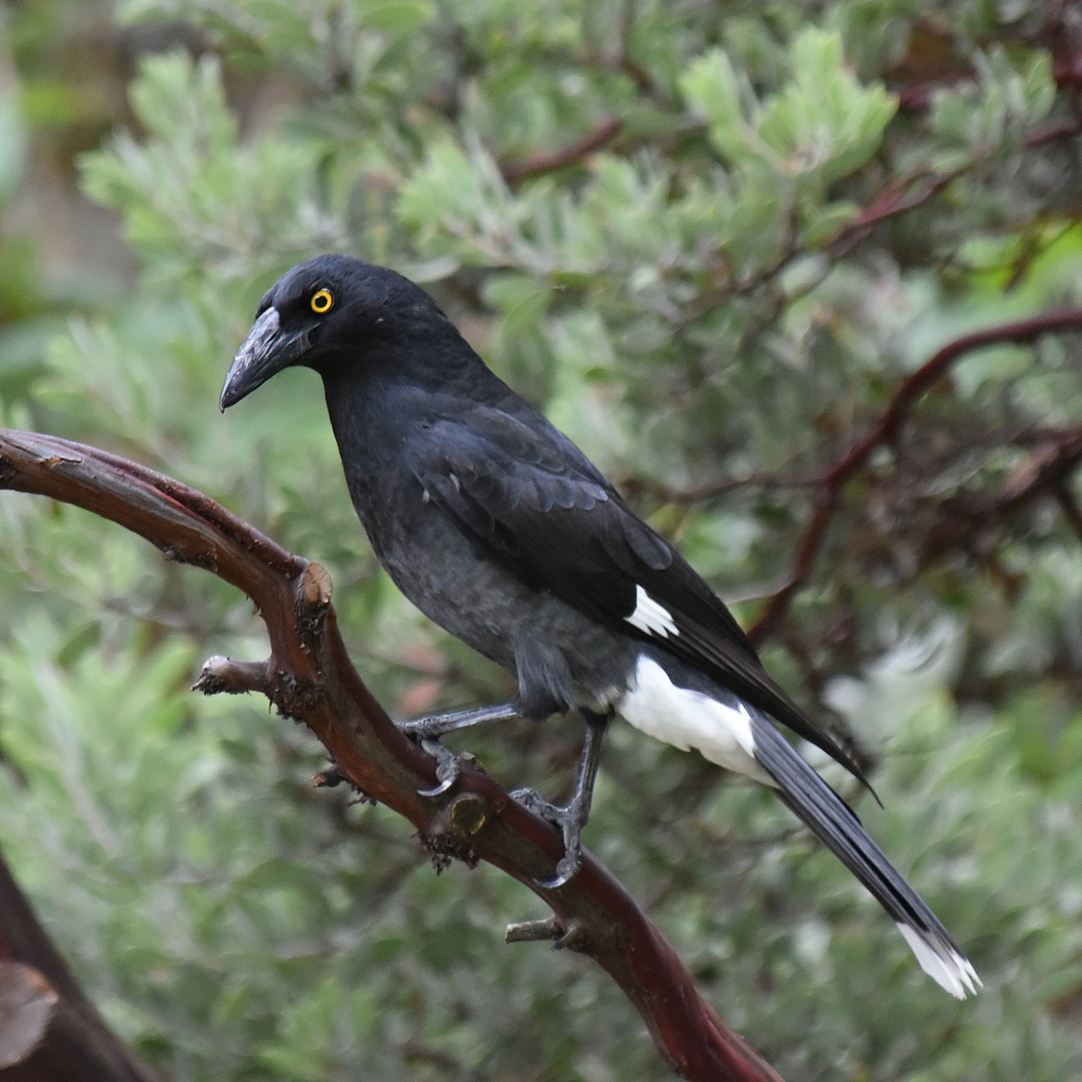 Pied Currawong - ML92330011