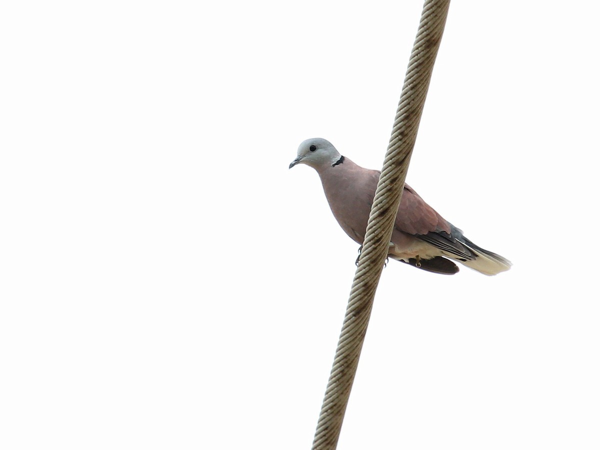 Red Collared-Dove - ML92330071