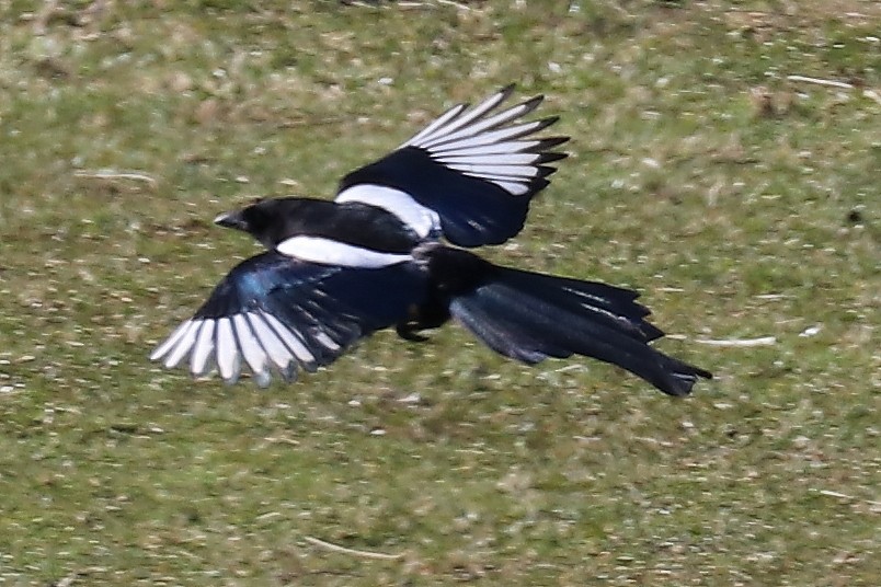 Eurasian Magpie - Bruce Kerr