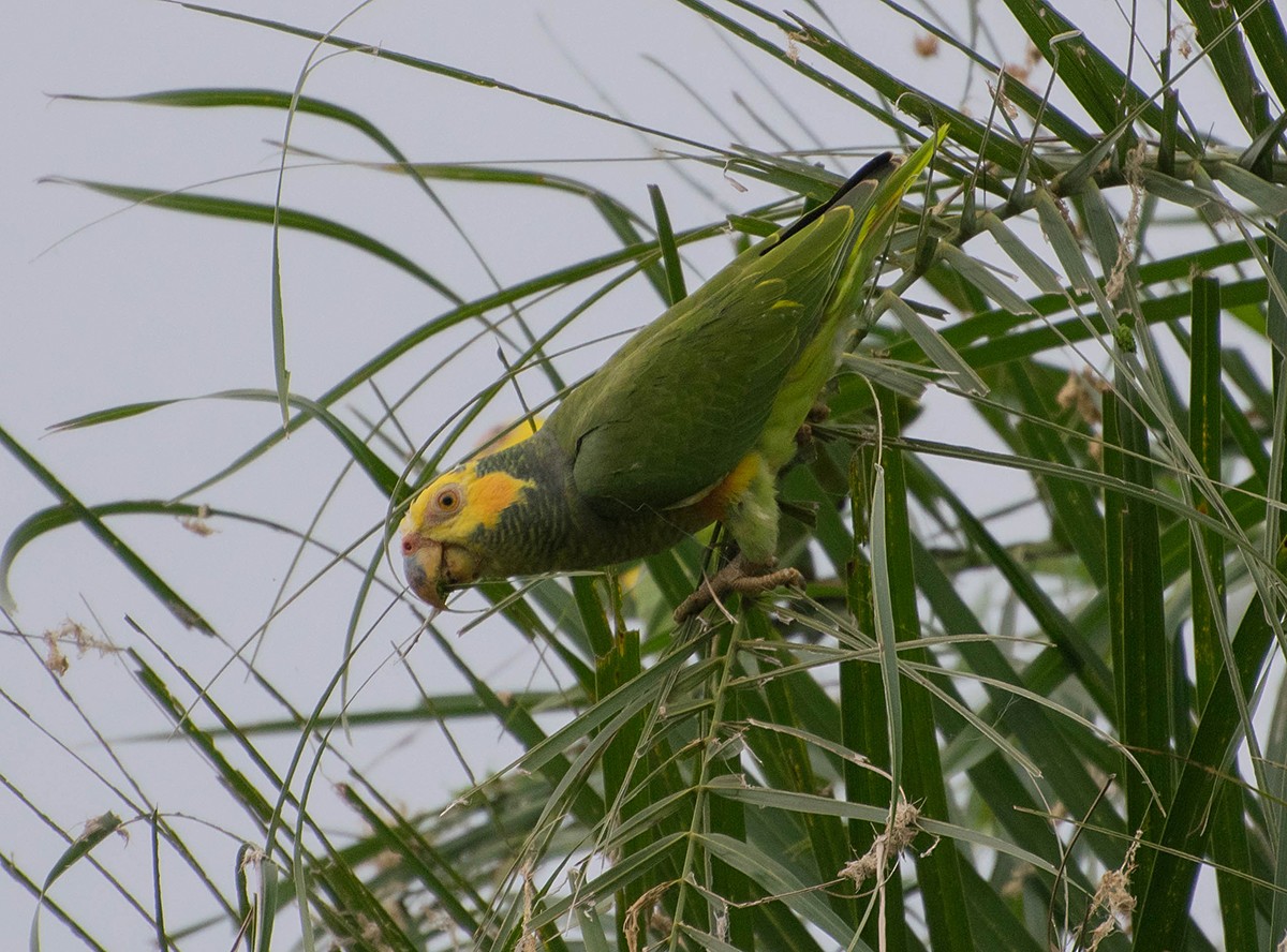 Yellow-faced Parrot - Naíla  Lepre