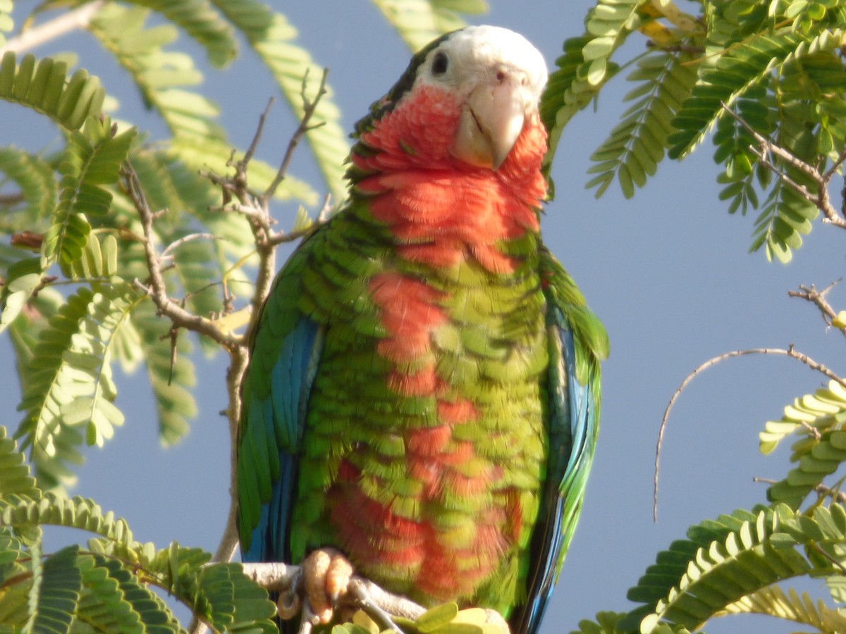 Cuban Parrot - Tarra Lindo