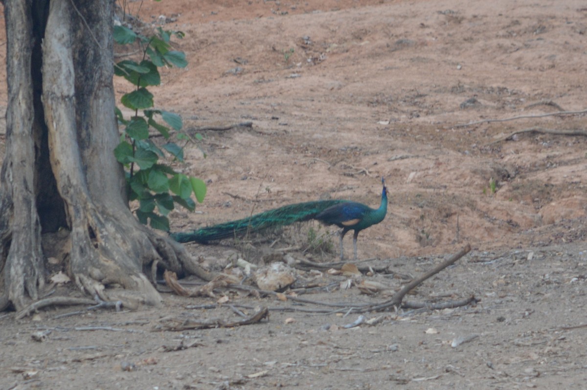 Green Peafowl - Eric  Froelich