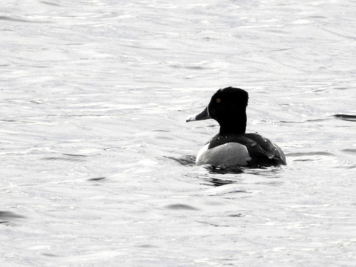 Ring-necked Duck - ML92334771