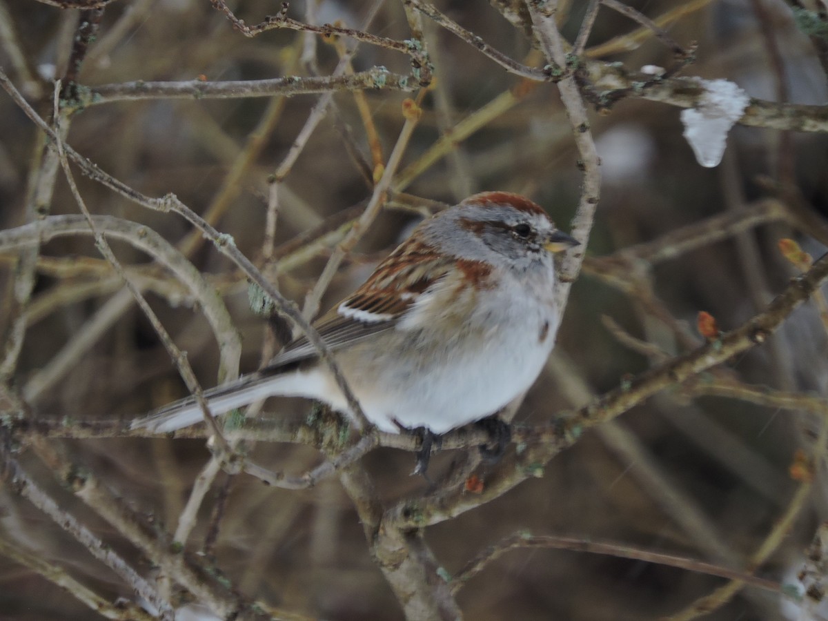 American Tree Sparrow - ML92335791