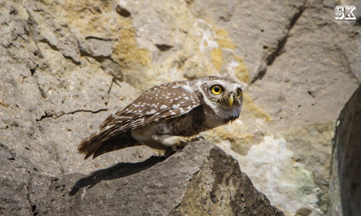 Spotted Owlet - ML92337161