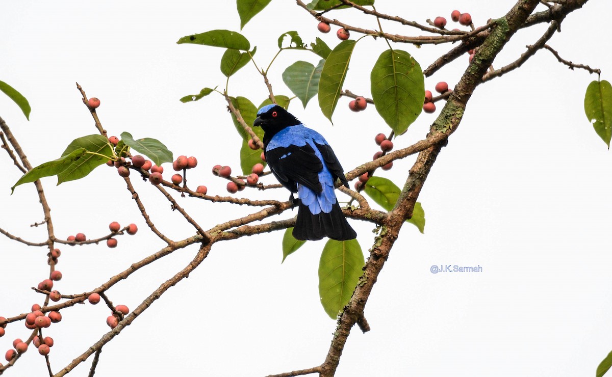 Asian Fairy-bluebird - Jitendra Sarmah