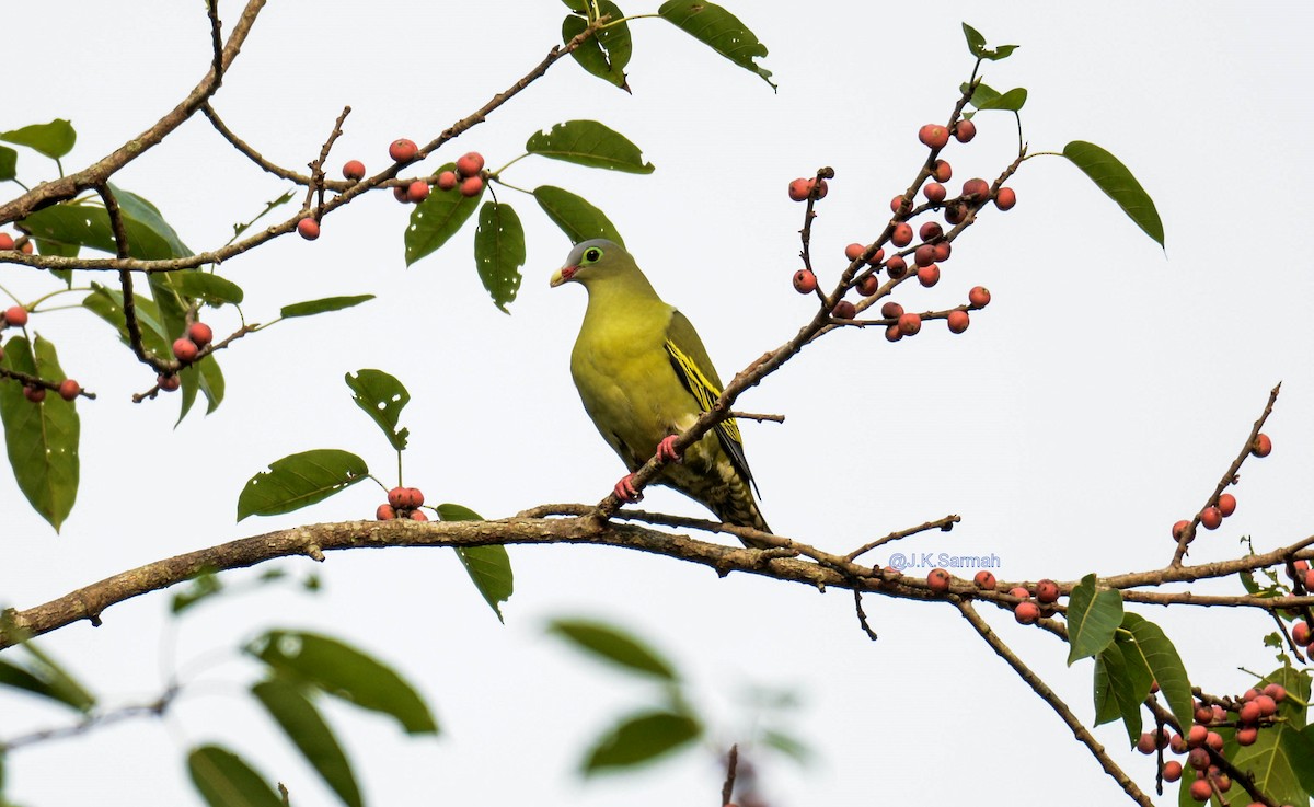 Thick-billed Green-Pigeon - ML92337631