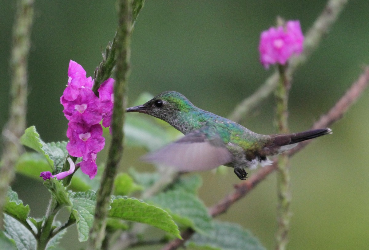 Blue-chested Hummingbird - Don Coons