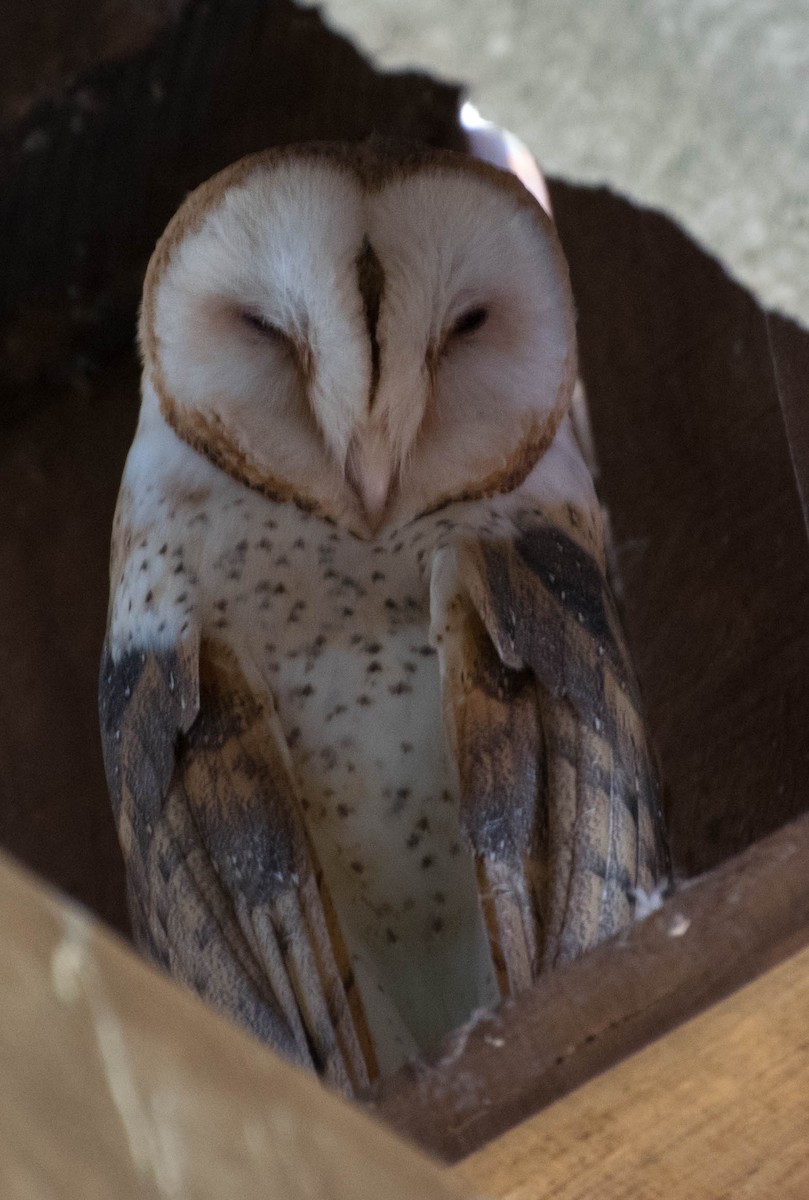 Barn Owl - Naíla  Lepre