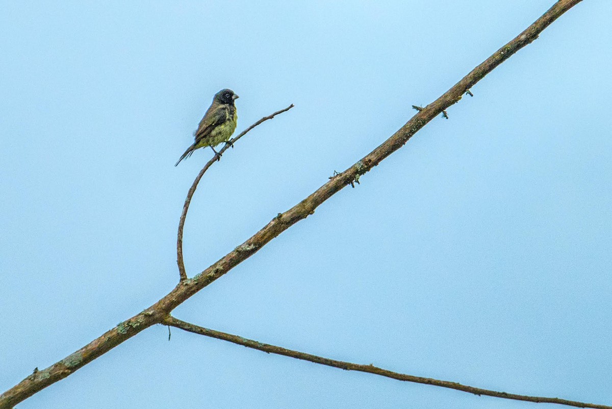 Yellow-bellied Seedeater - ML92348061