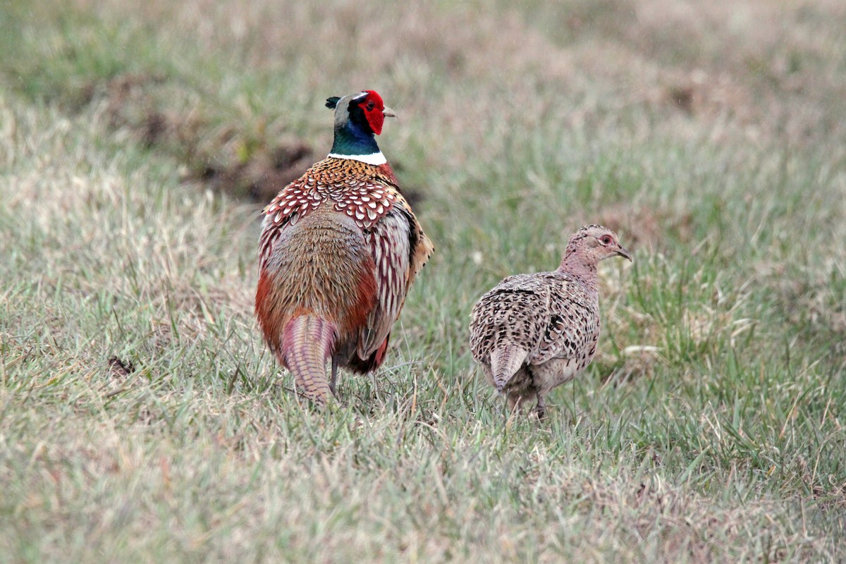 Ring-necked Pheasant - ML92350151