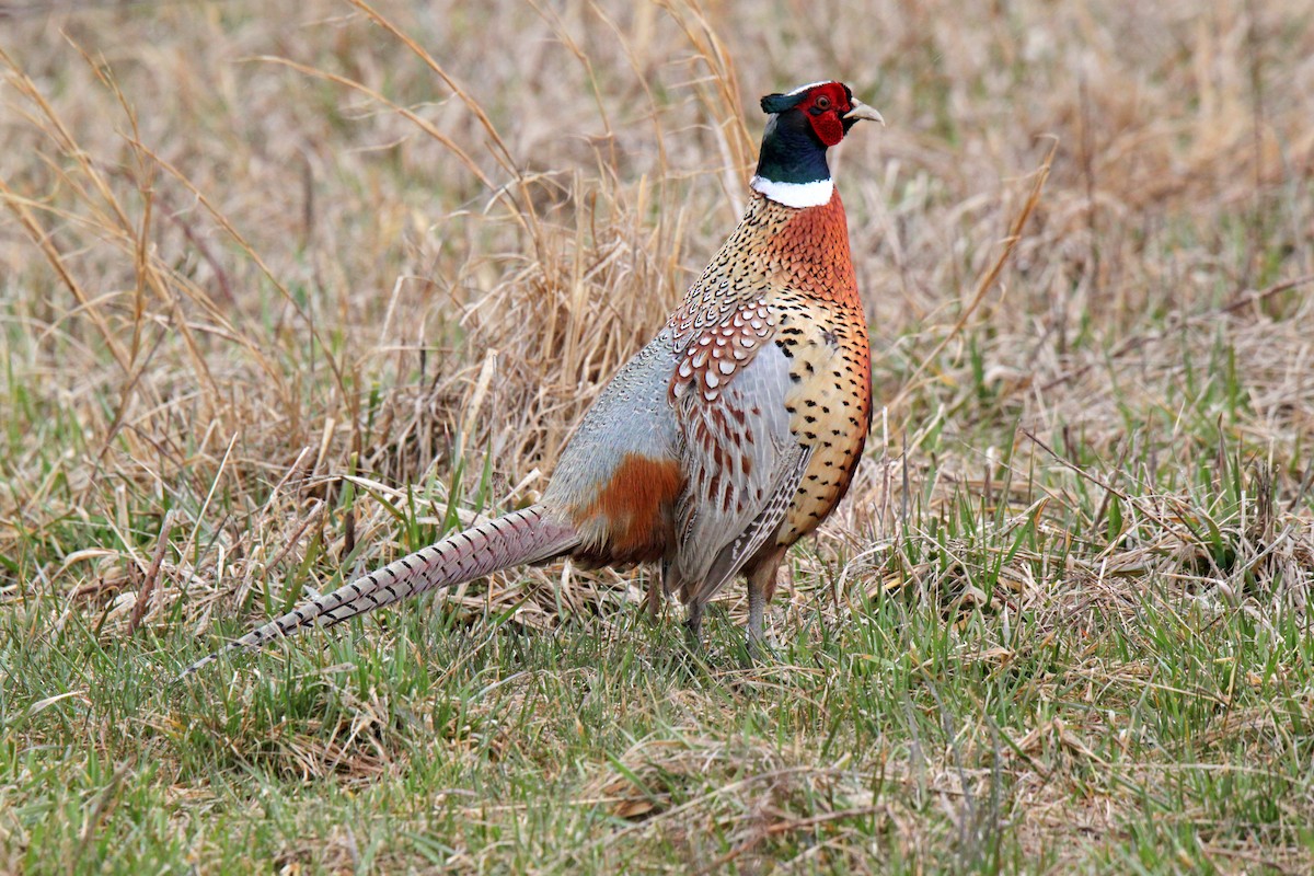 Ring-necked Pheasant - ML92350161