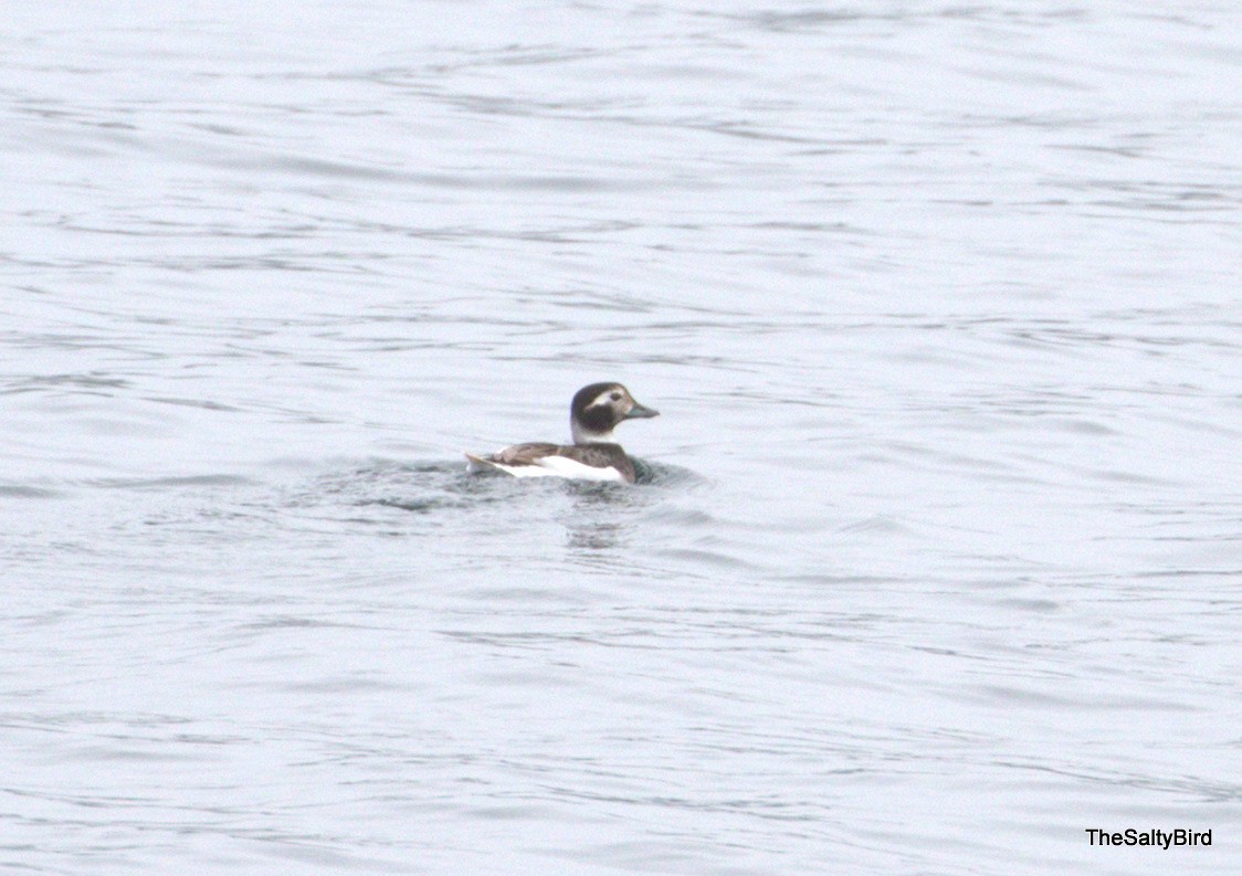 Long-tailed Duck - ML92352701