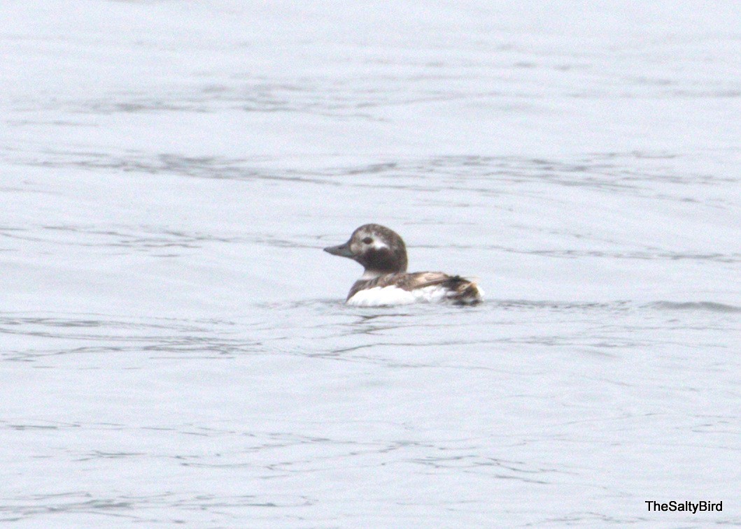 Long-tailed Duck - ML92352761