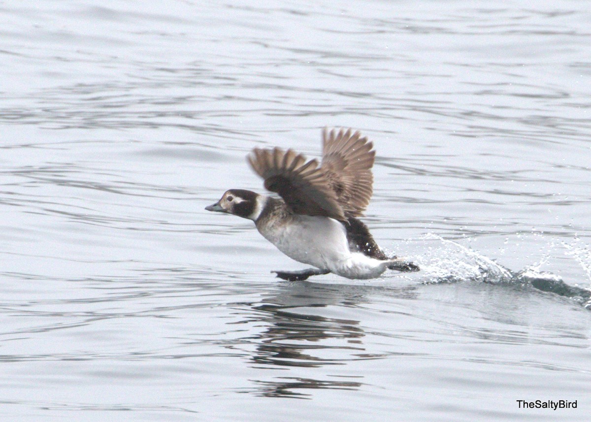 Long-tailed Duck - ML92352781