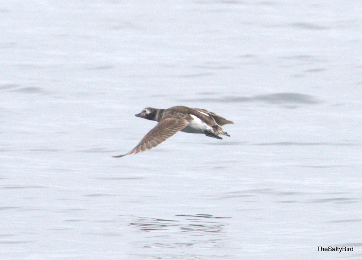 Long-tailed Duck - ML92352791