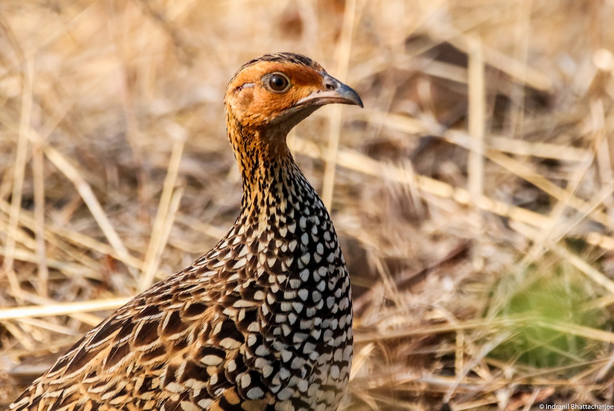 Painted Francolin - Indranil Bhattacharjee