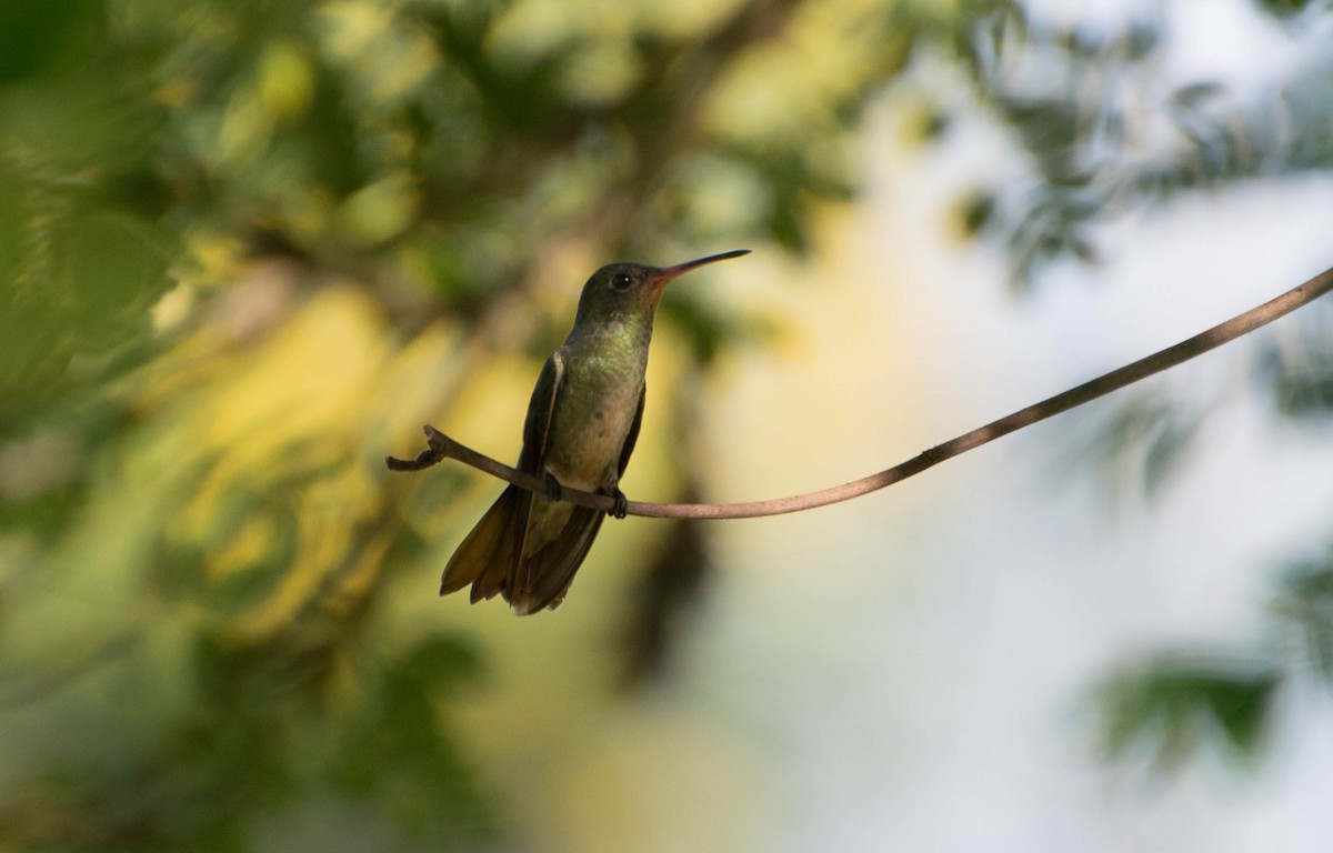 Gilded Hummingbird - Naíla  Lepre