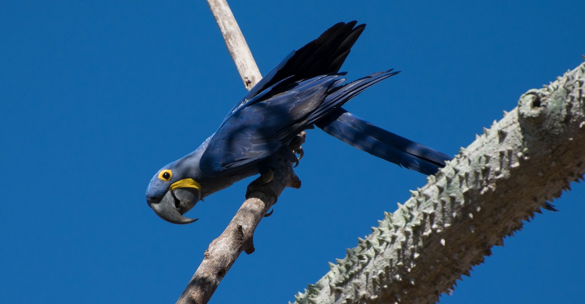 Hyacinth Macaw - ML92361681