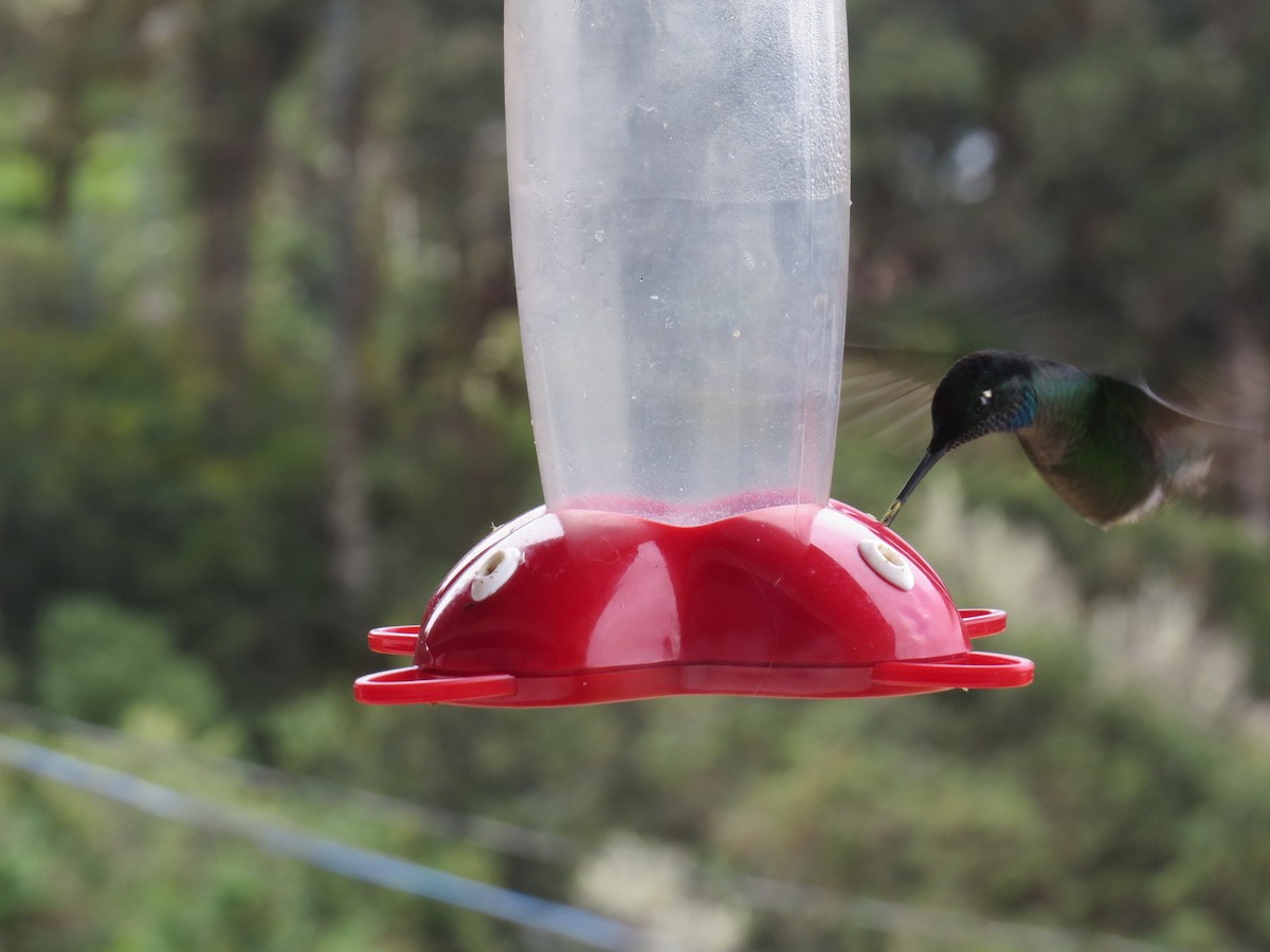 Talamanca Hummingbird - Debra Ferguson