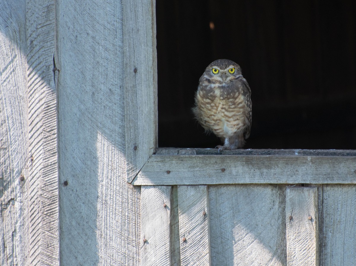 Burrowing Owl - ML92362181