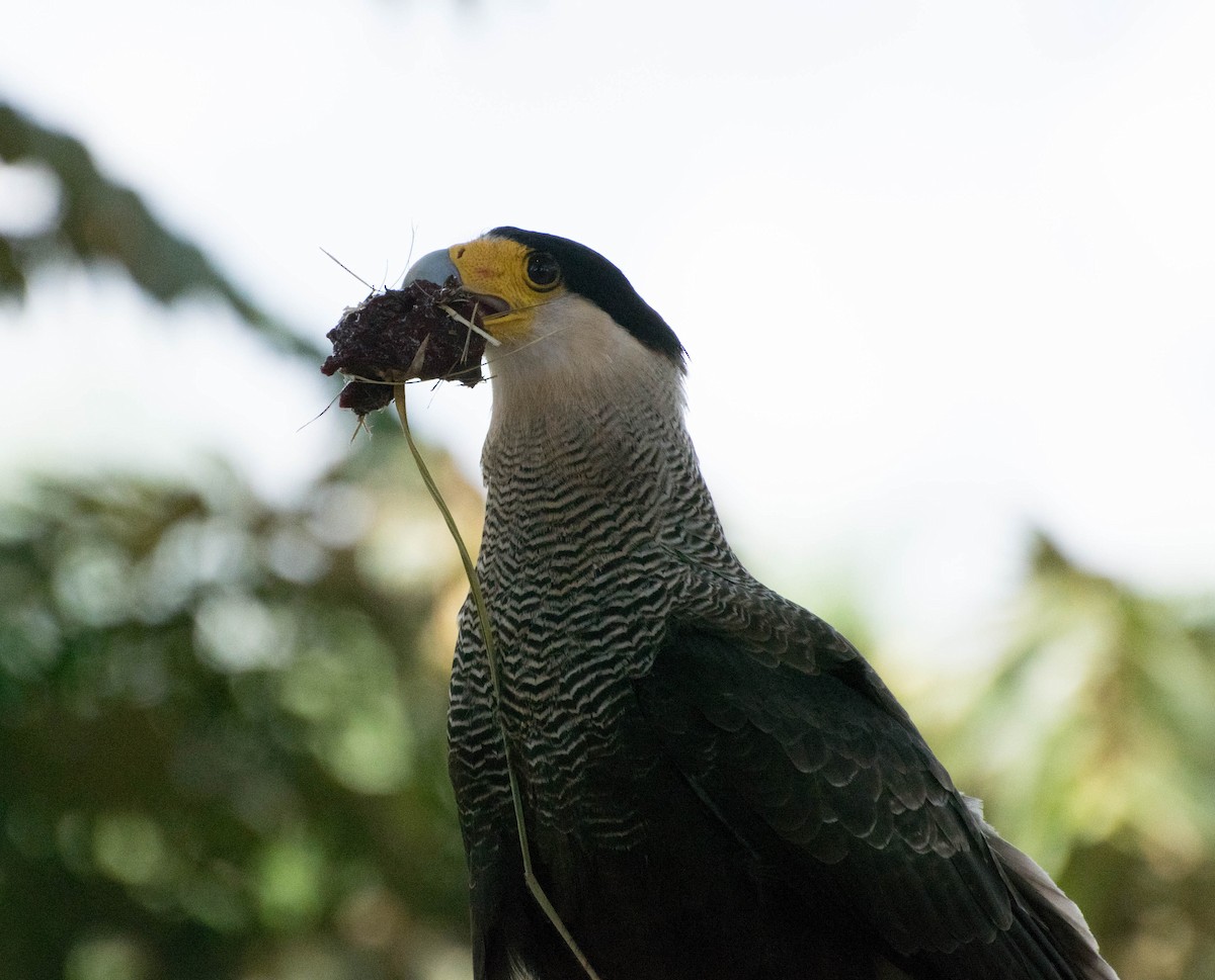 Crested Caracara (Southern) - ML92363831