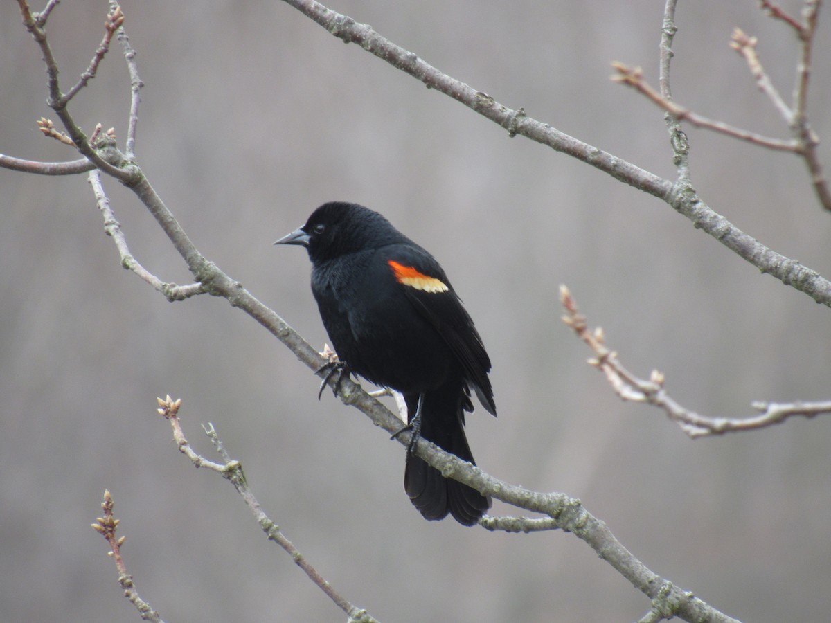 Red-winged Blackbird - John Coyle
