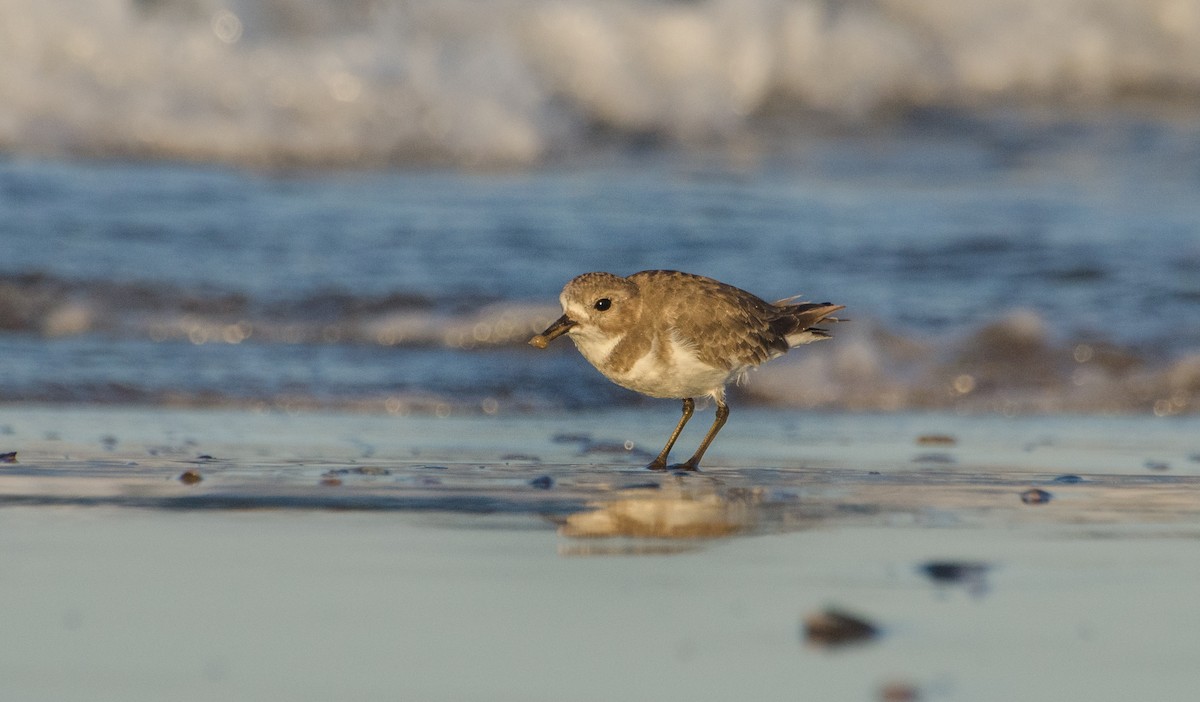 Two-banded Plover - ML92366511