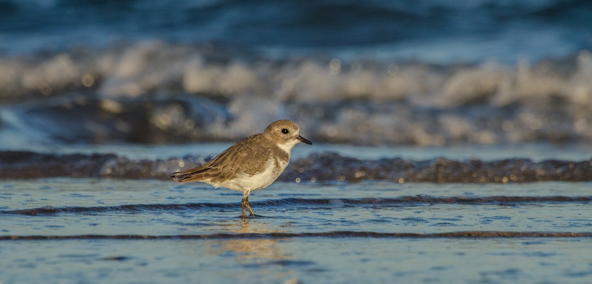 Two-banded Plover - ML92366731