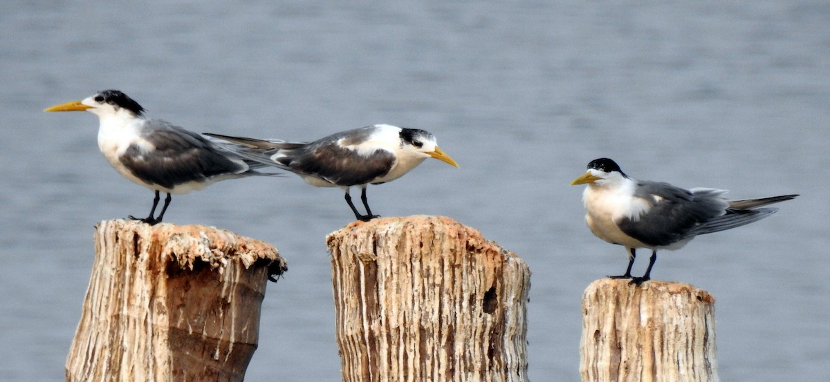 Great Crested Tern - ML92367411