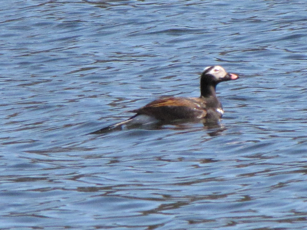 Long-tailed Duck - Debra Grim
