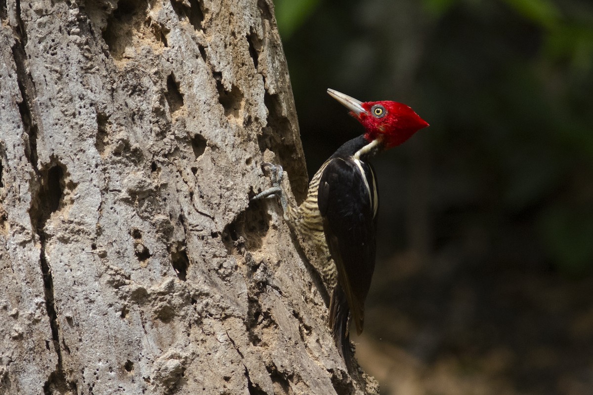 Pale-billed Woodpecker - John Cahill xikanel.com