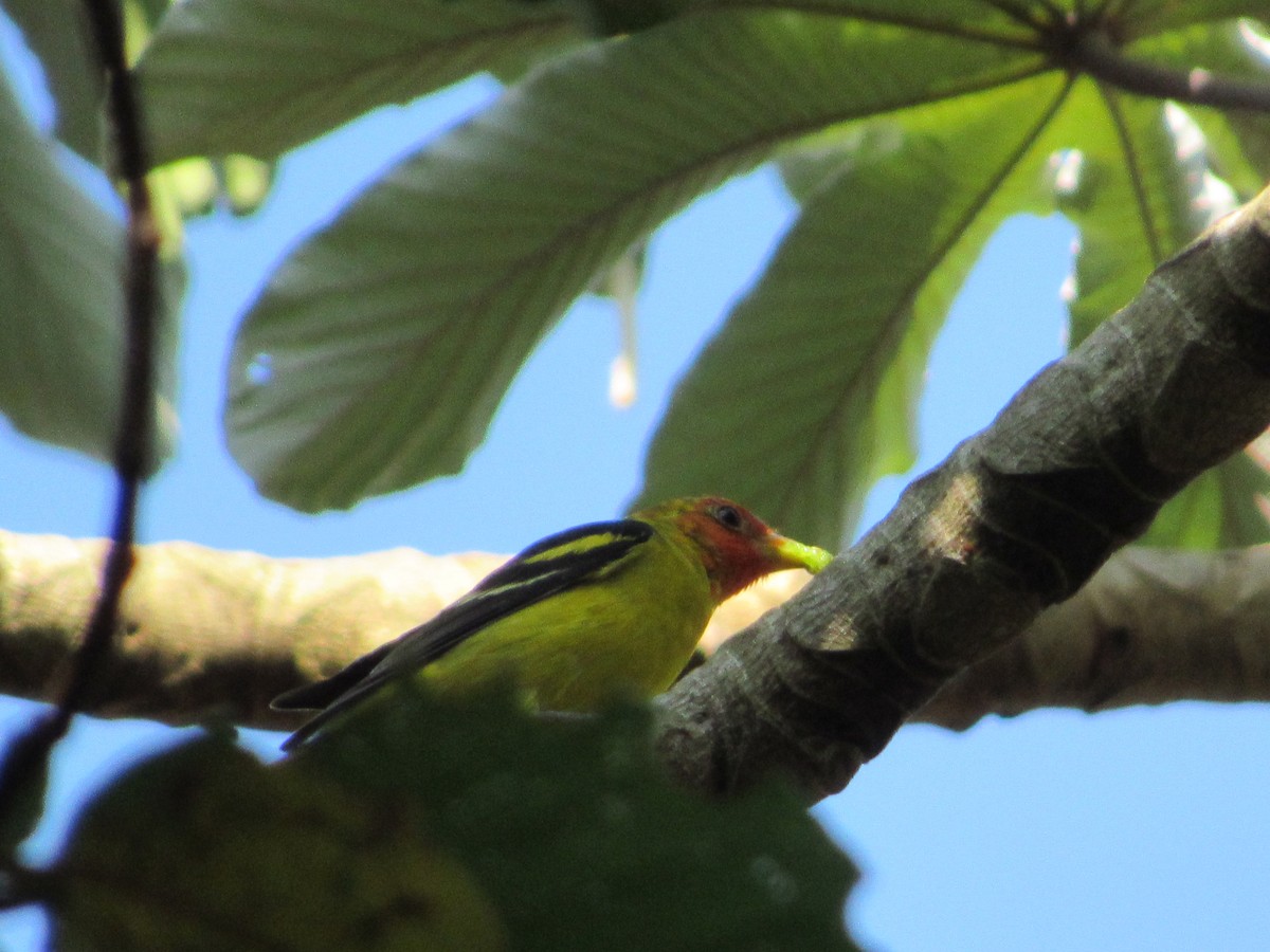 Western Tanager - ML92371391