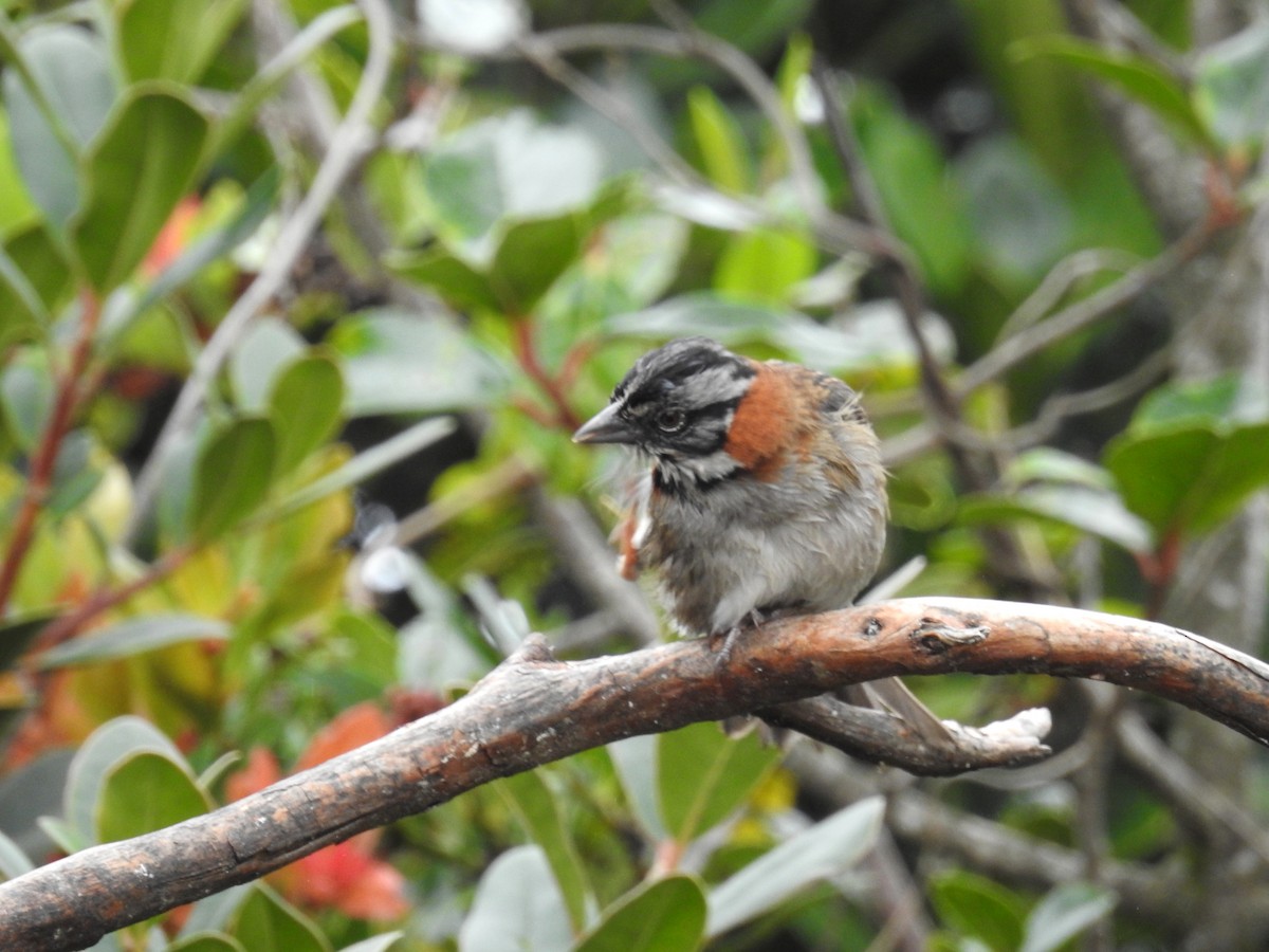 Rufous-collared Sparrow - Heidi Ware Carlisle