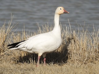 Snow Goose, ML92372591