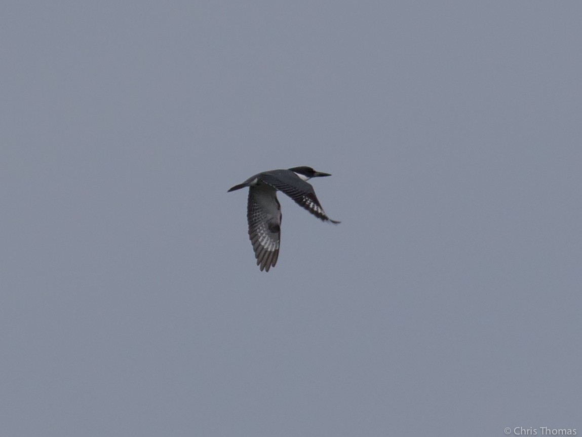 Belted Kingfisher - ML92373391