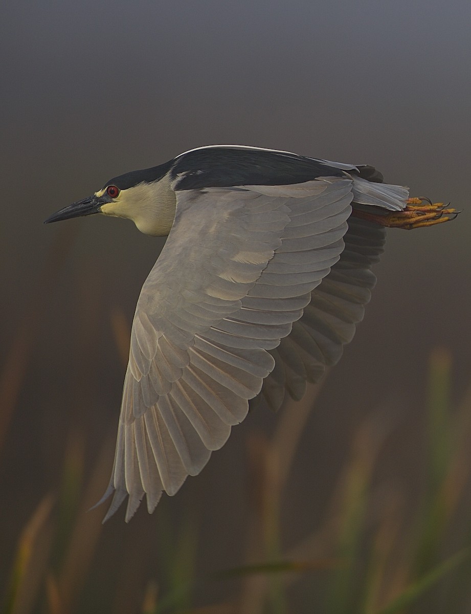 Black-crowned Night Heron - Dave Allen