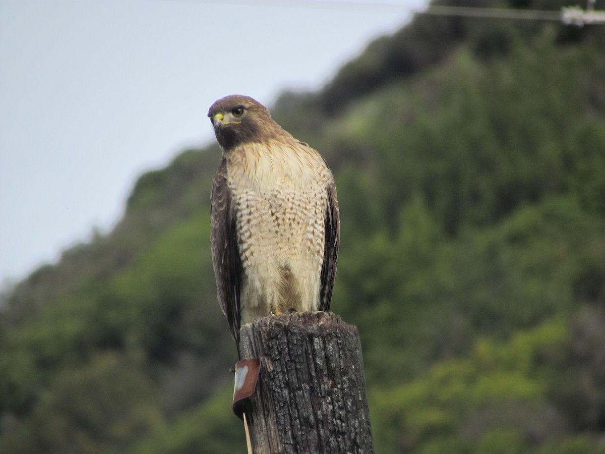 Red-tailed Hawk - ML92379581
